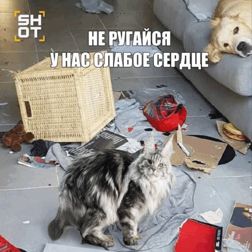 сердечные приступы