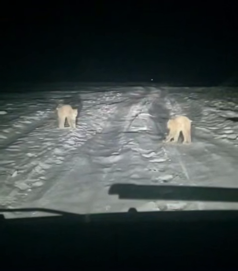 Неожиданная встреча: рысь на пути к приключениям