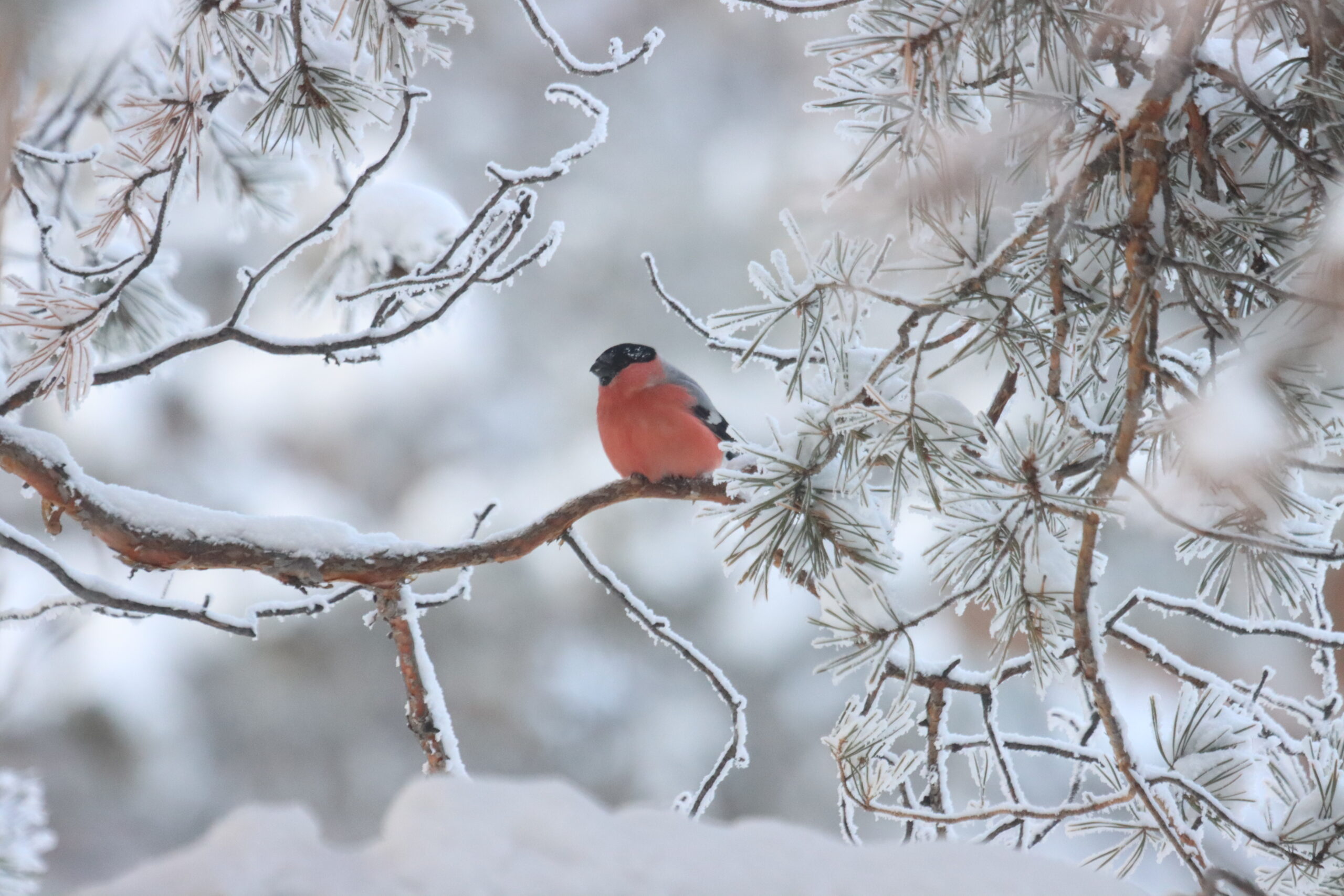 Это хорошо или плохо, но на улице всего -2°