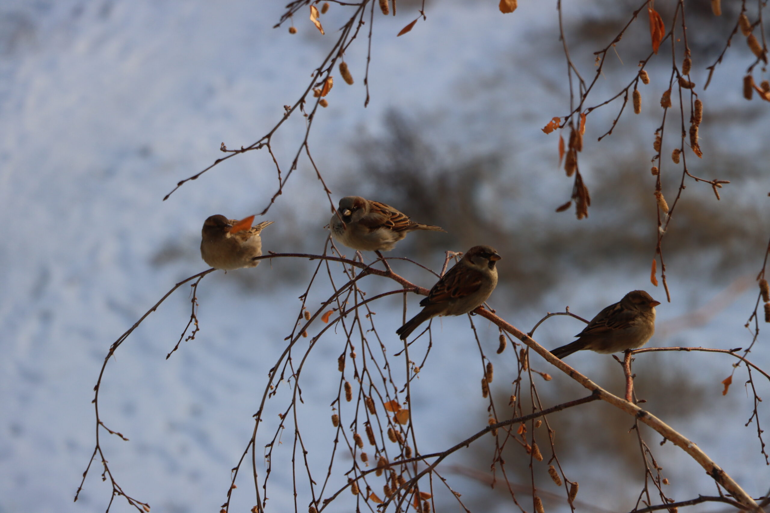 Никакой передышки: Морозы сохраняются