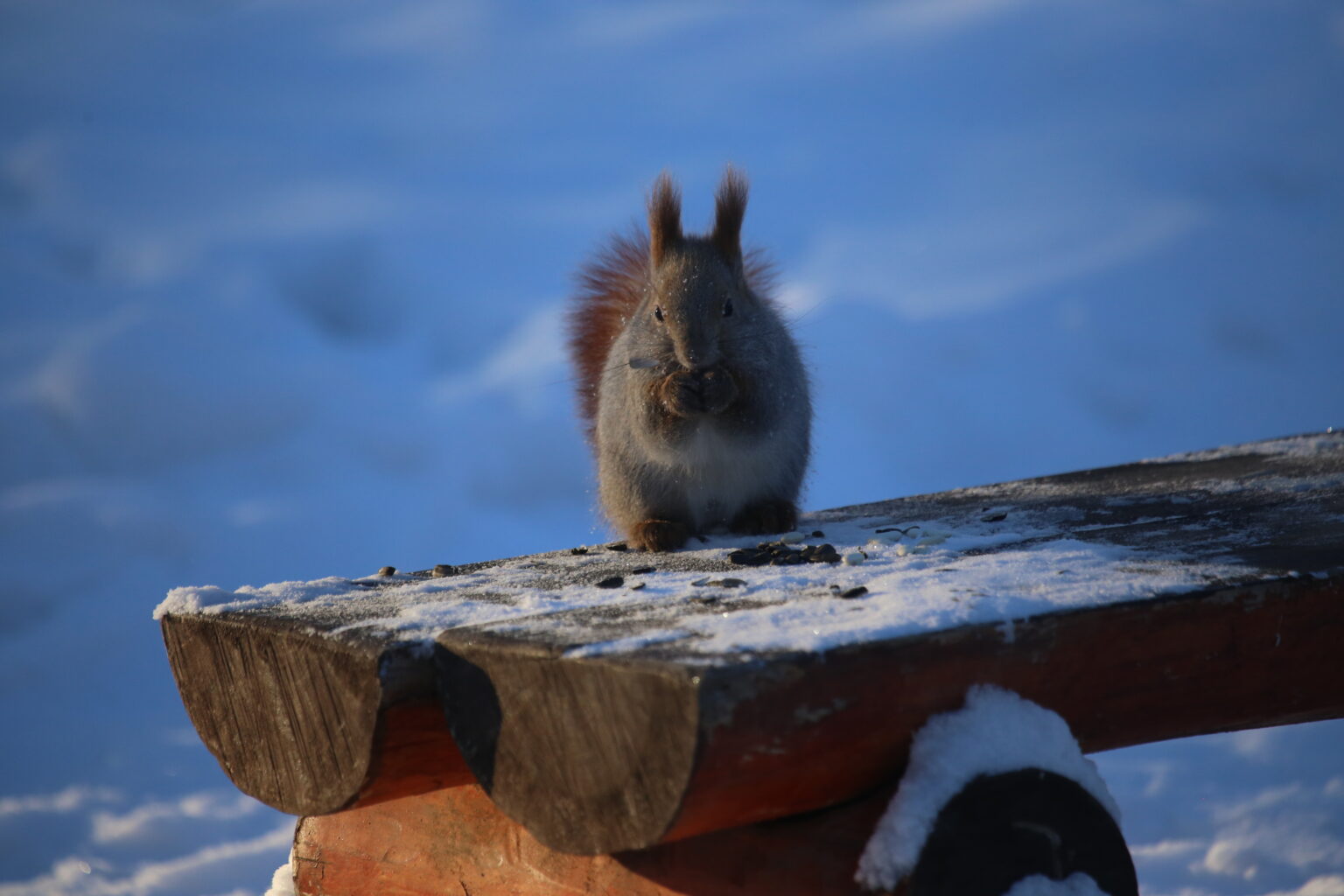 Вот она, настоящая: Зима — наше всё!