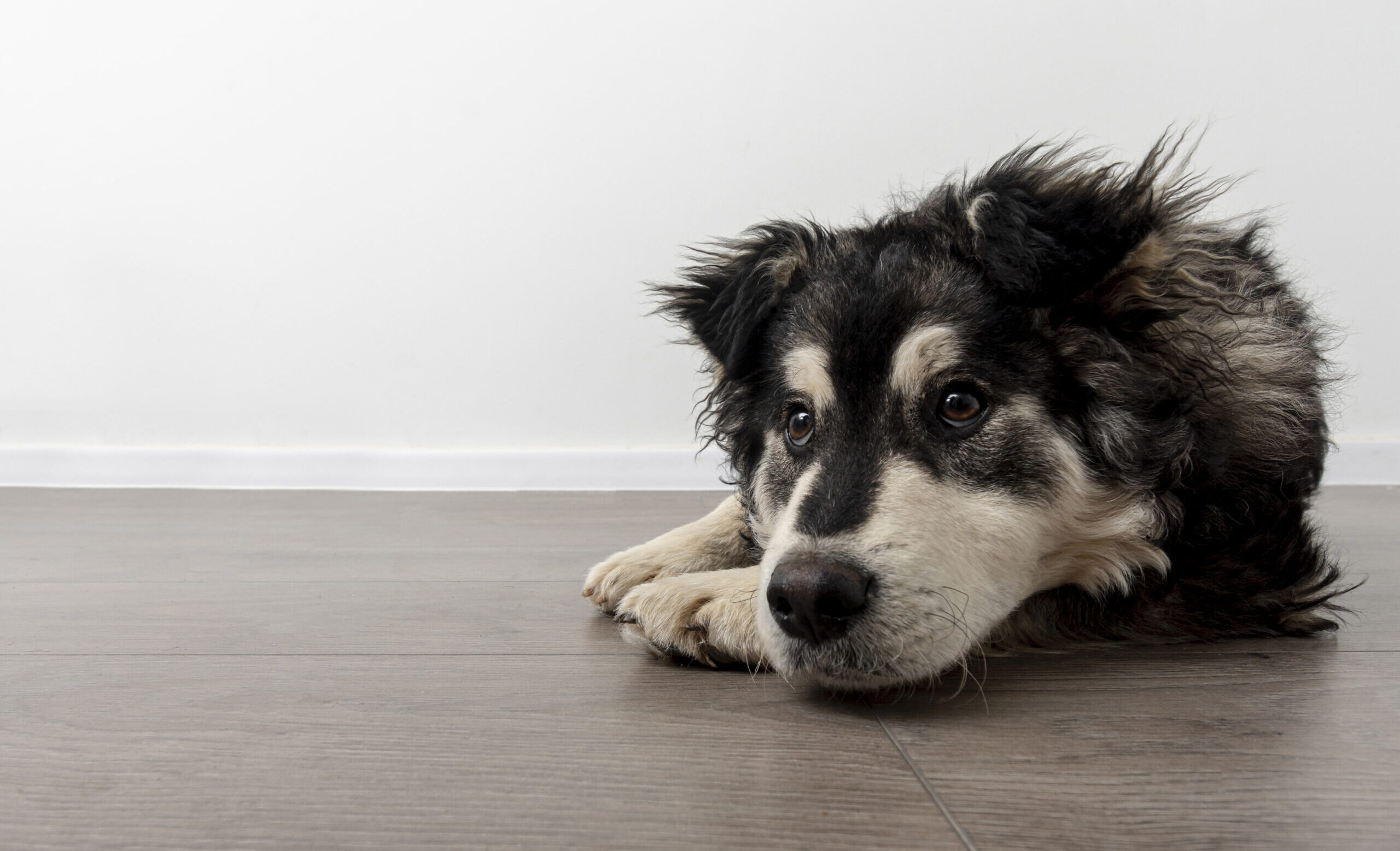 Дрессировка питомцев с особыми потребностями: что нужно знать