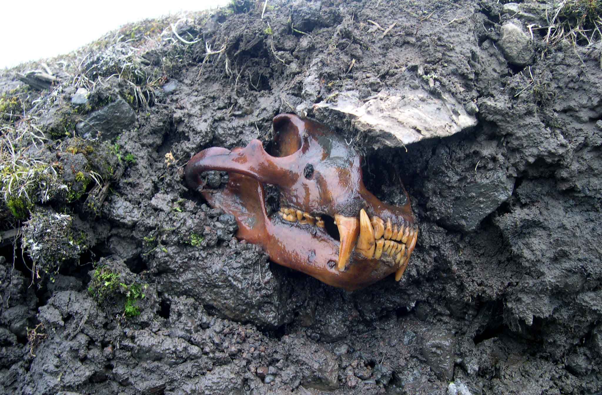 А был ли ледник? Тайны арктических льдов