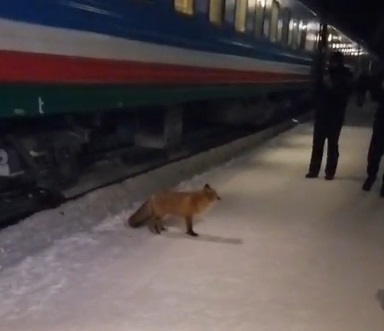 Видео: Алданская лиса собирает дань с пассажиров поезда