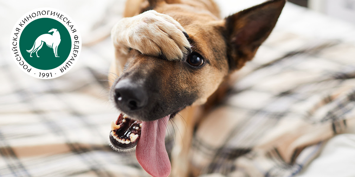 Осенние аллергии у собак: симптомы и лечение