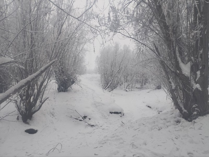 Ой, мороз, мороз! Да еще и туман…