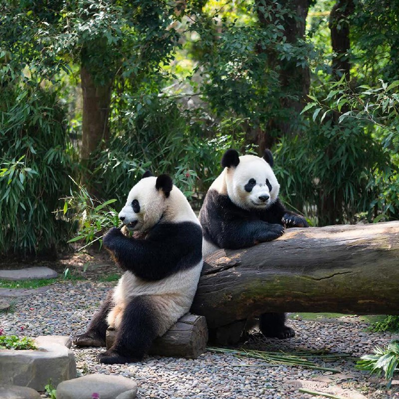 Япония лишится панд впервые за полвека