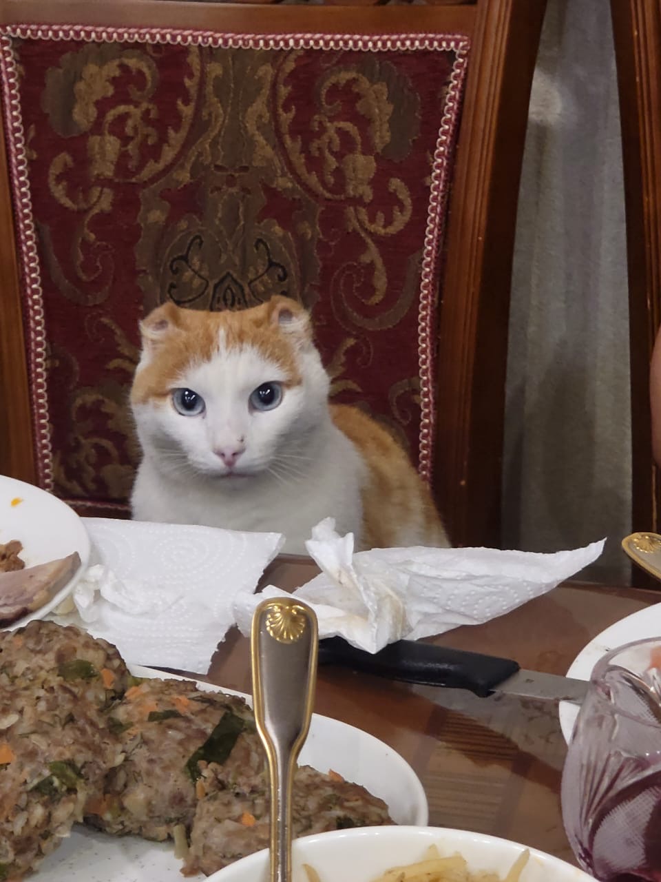 Новые приключения кота-героя Аристарха, выжившего в якутские морозы