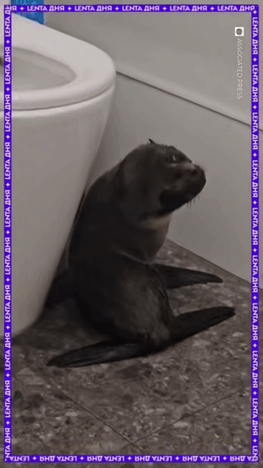 морской котик