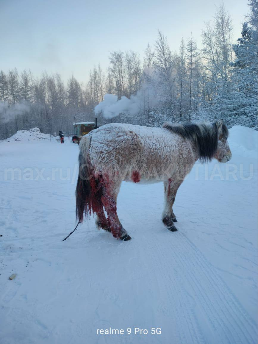 Лошадь, волк и автомобилисты: невероятное спасение на трассе