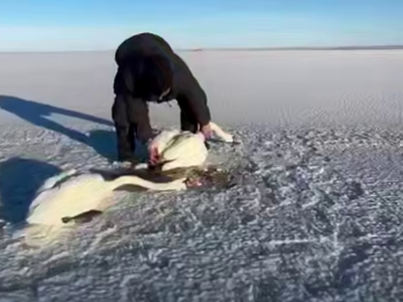 Лебединая верность: замерзшие в объятиях холода