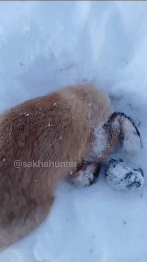 гибель лисы