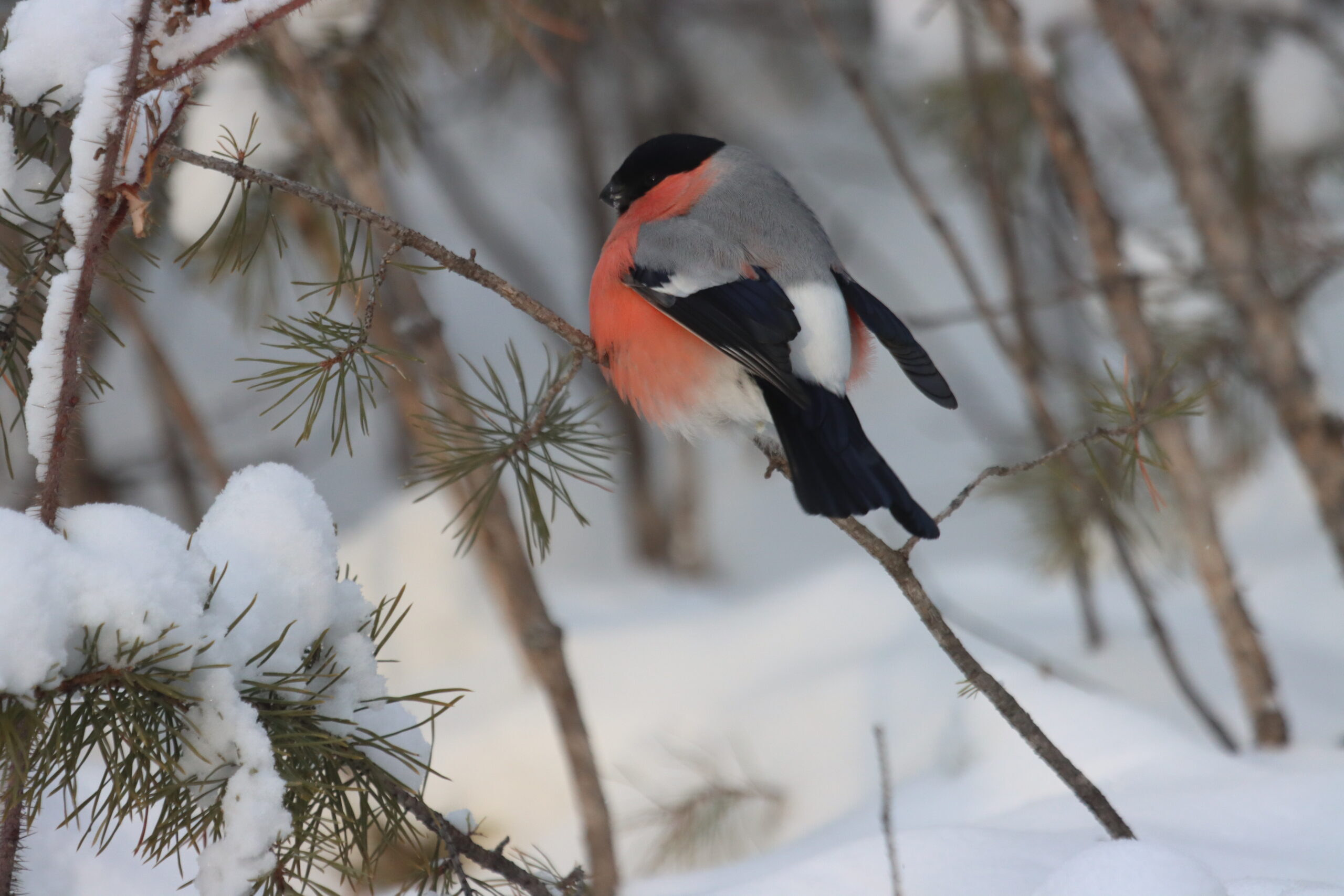 Природа решила проявить свою мощь! Мороз станет еще суровее