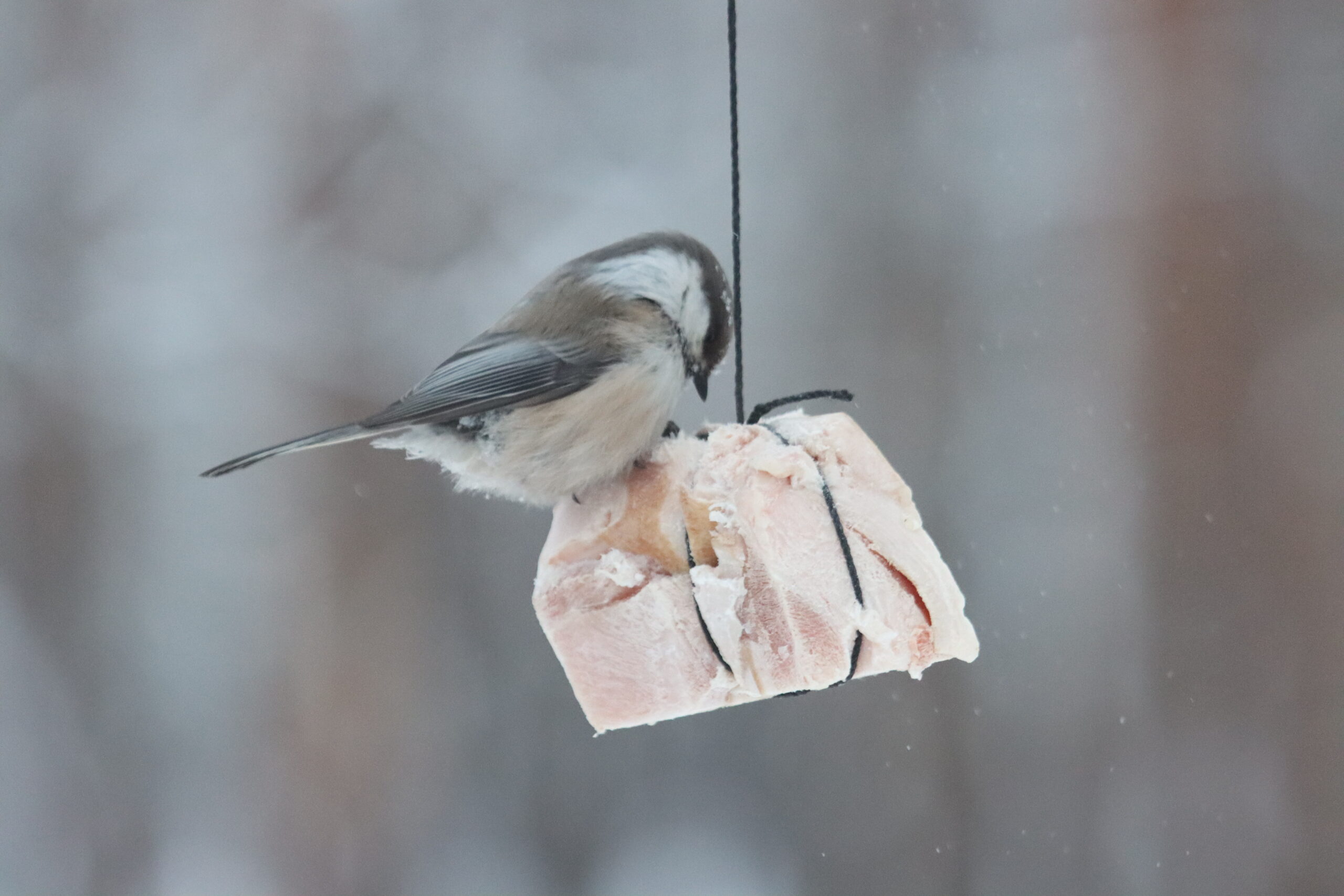 В столице под -50°, туман и ветер