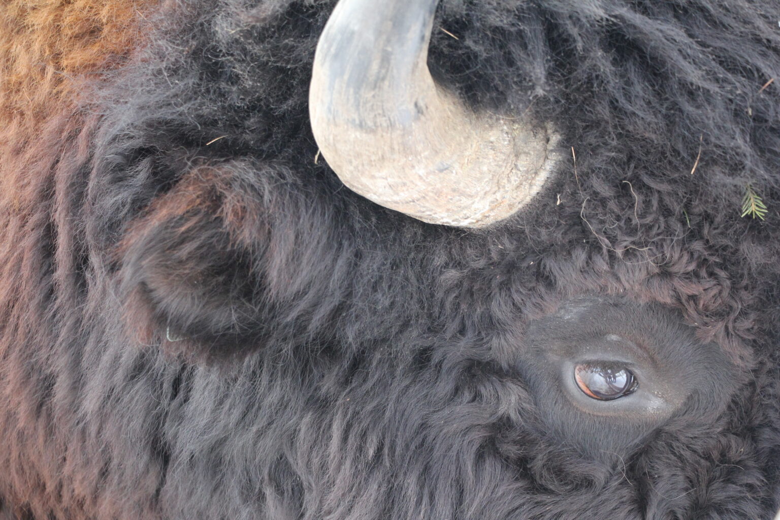 Бык холода ликует: Туман, метели и -52°