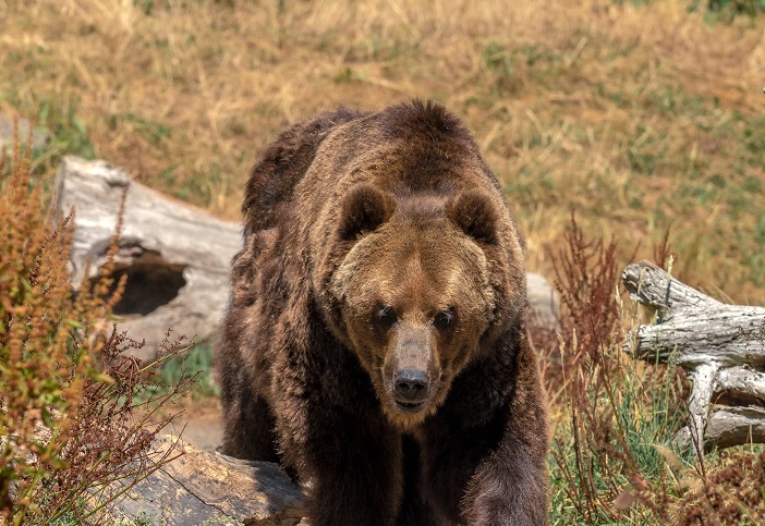 Медведи объявили войну: в этом году они убили 13 японцев. А в Якутии?
