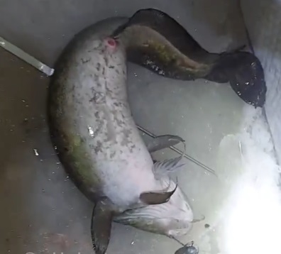 Хитрости сунтарской рыбалки: улов лучше в темноте!