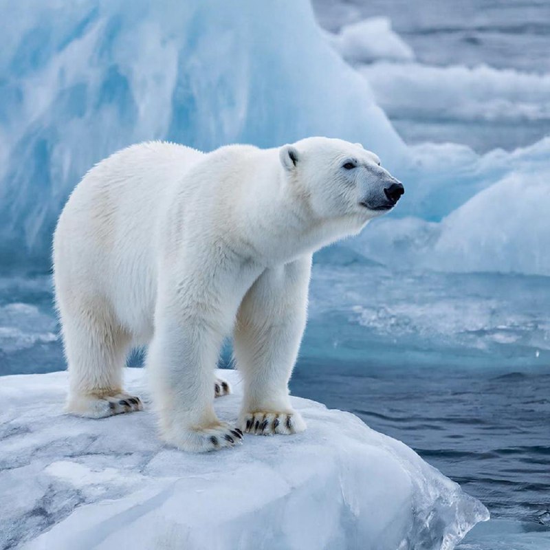 Семья рыбаков подверглась нападению белого медведя