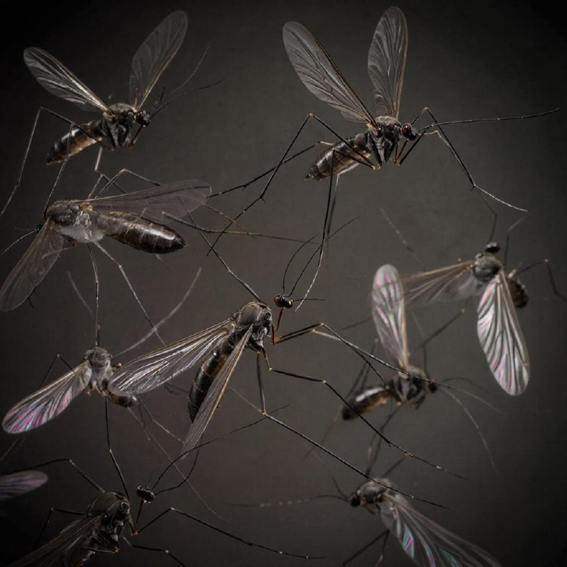 Рост числа укусов комаров связан с вырубкой лесов