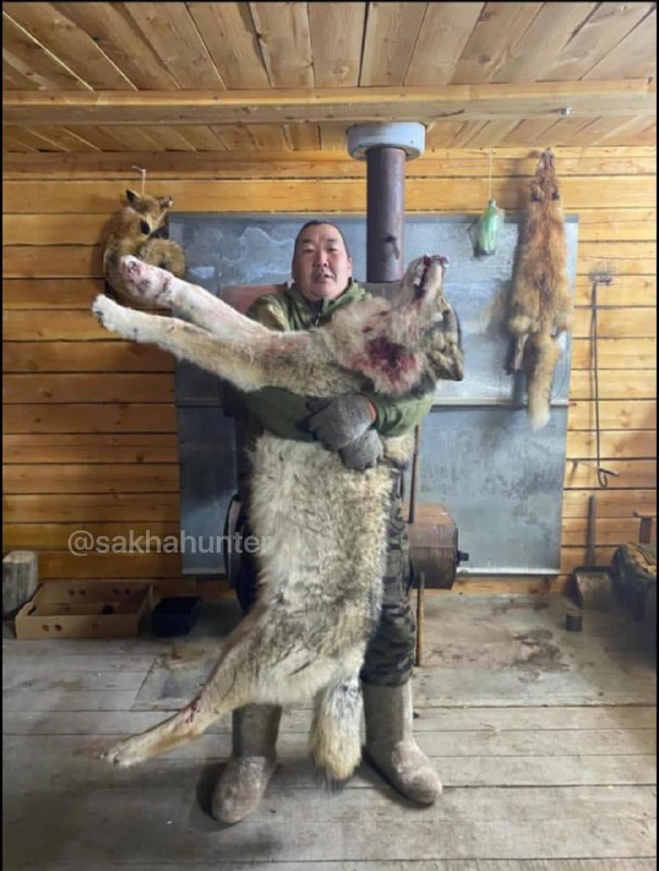 Фотофакт: добыл волка с себя ростом!