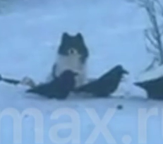 До слез… Якутский Хатико ждет своих хозяев?