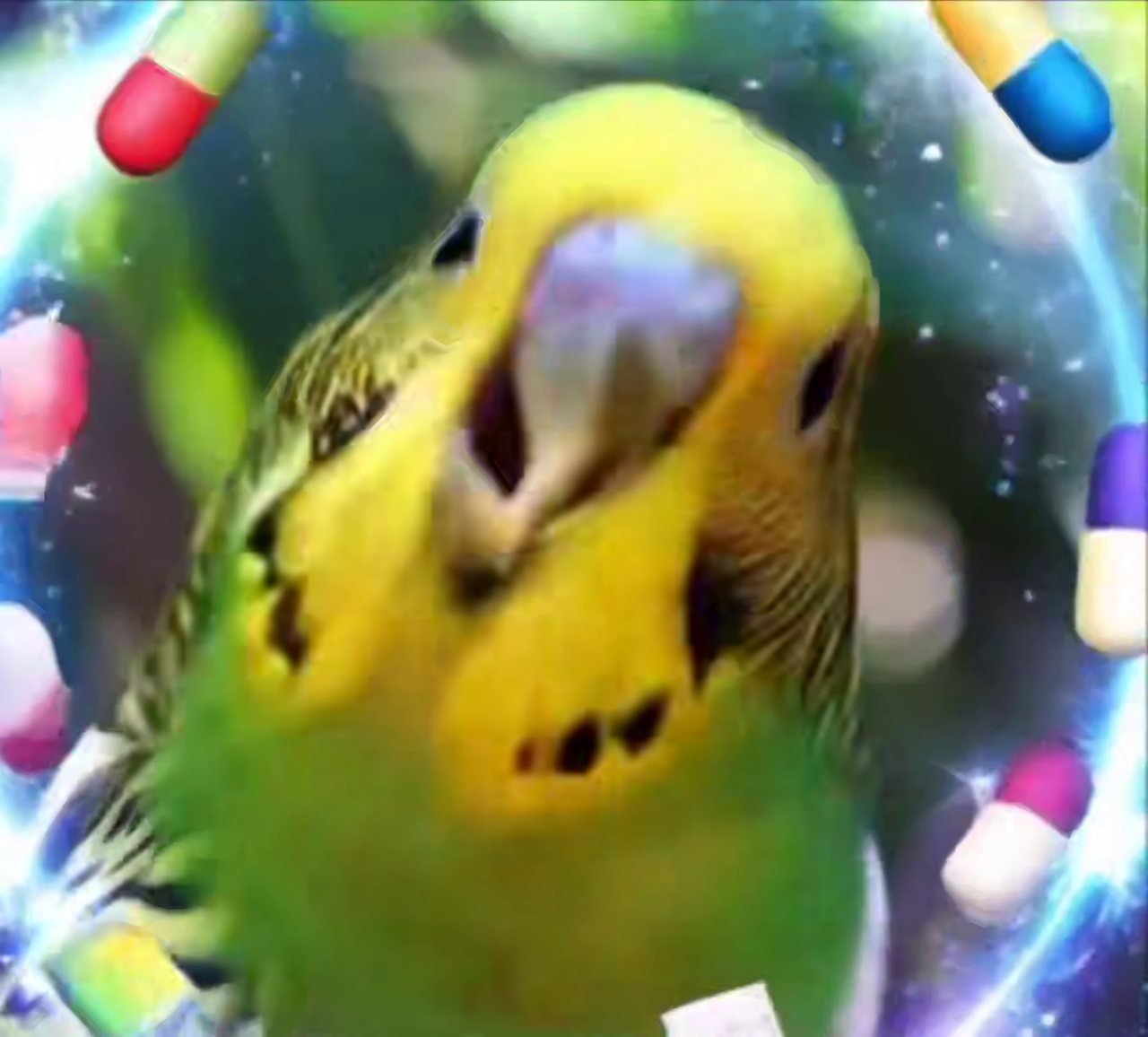 Как корм для попугаев лишил петербуржца водительских прав?