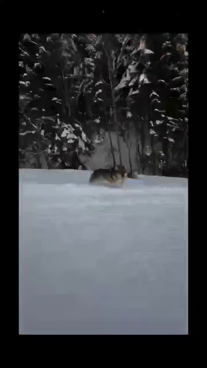 Адреналин в горах: волк против сноубордиста