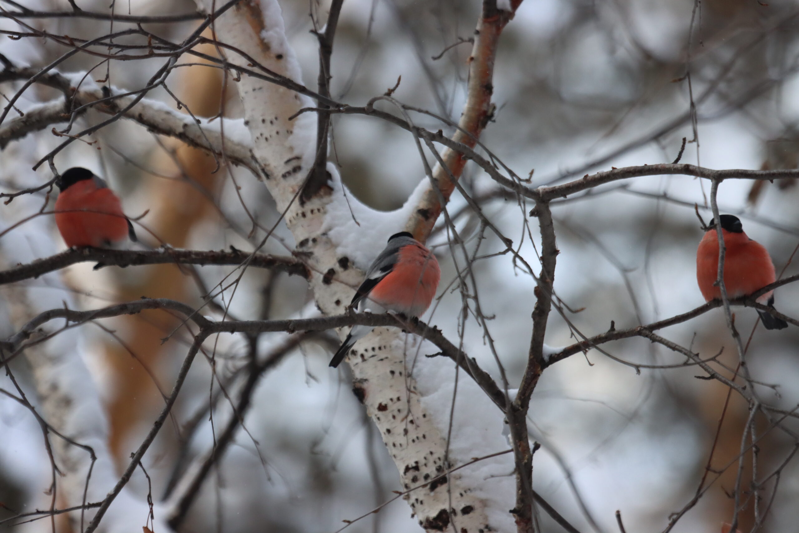 Звенит январская вьюга…