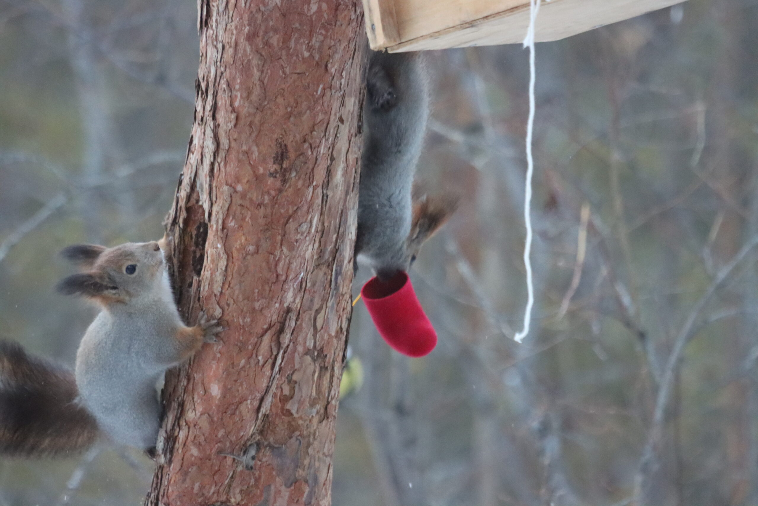 Погодные качели летят, летят, летят… От -14° до -51°