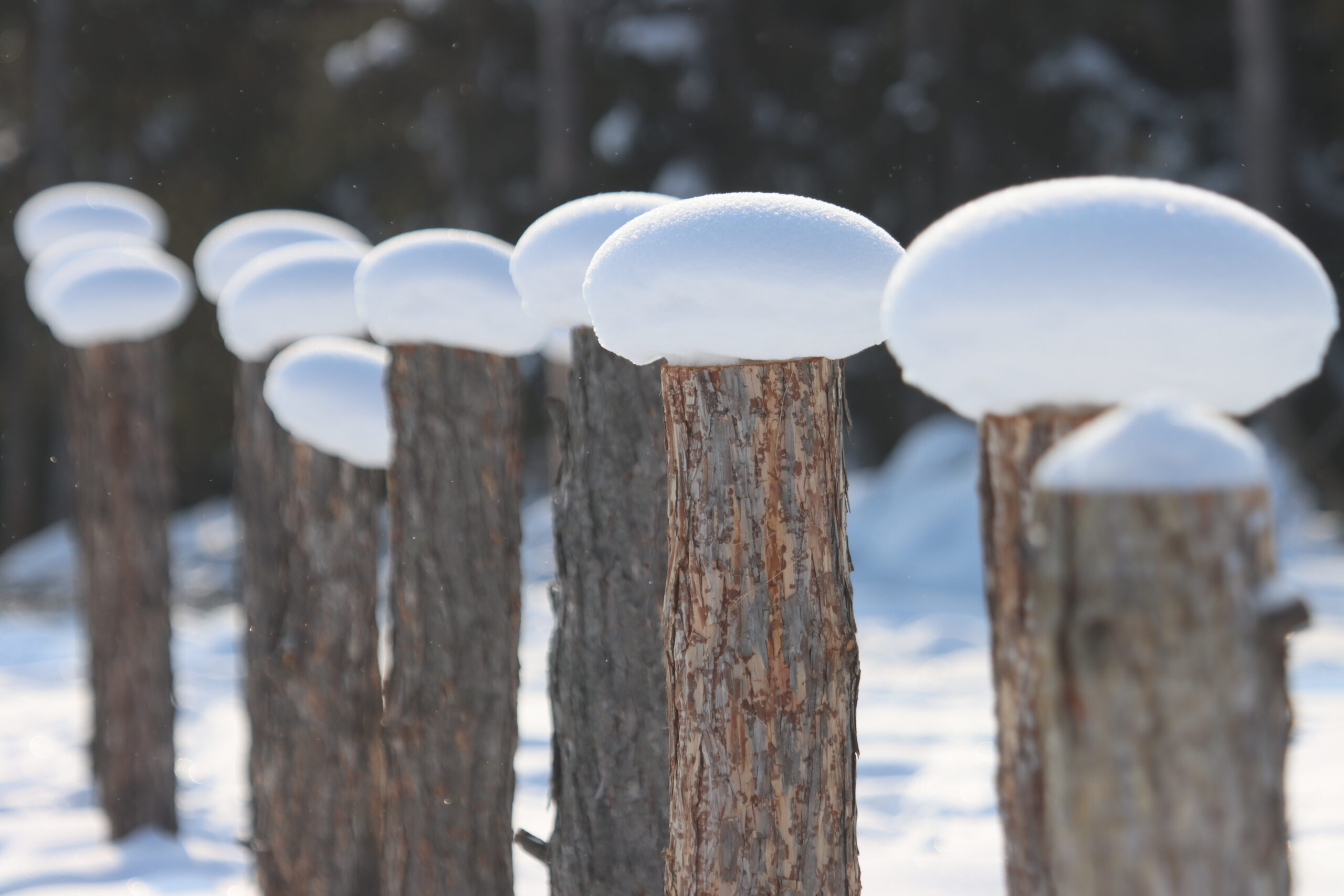 Холода вернулись: Морозные туманы и -52°