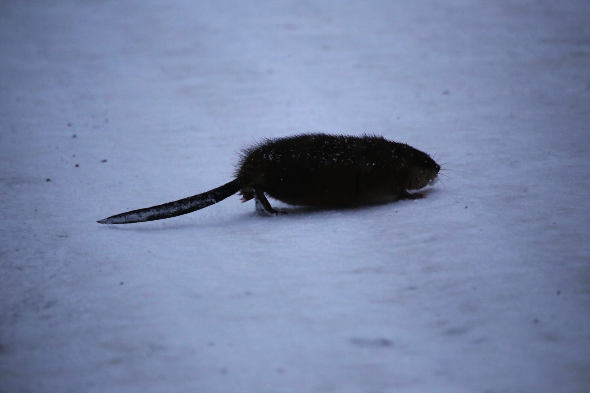 По ходу эти морозы пришли навсегда