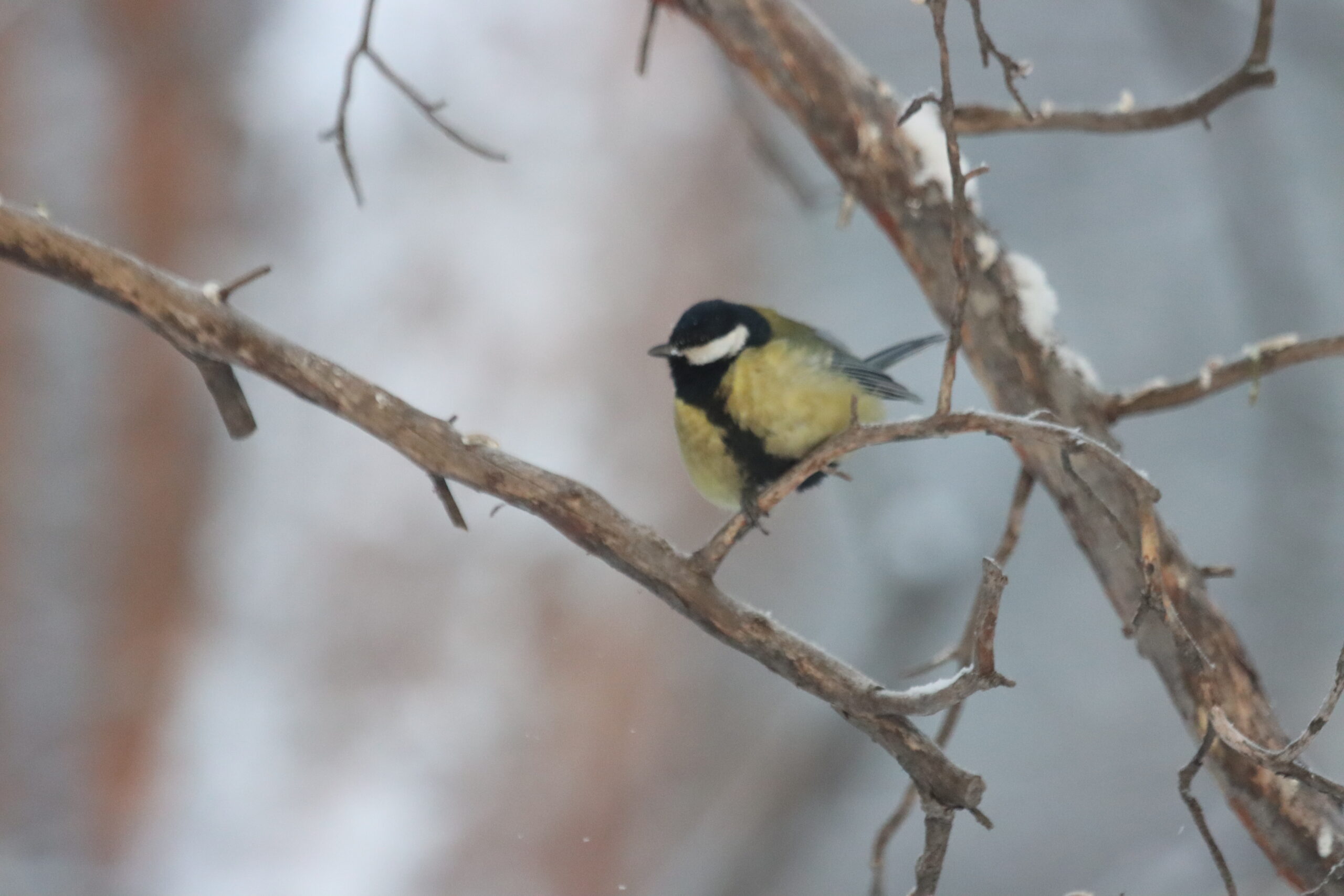 Аномальные холода не хотят уходить