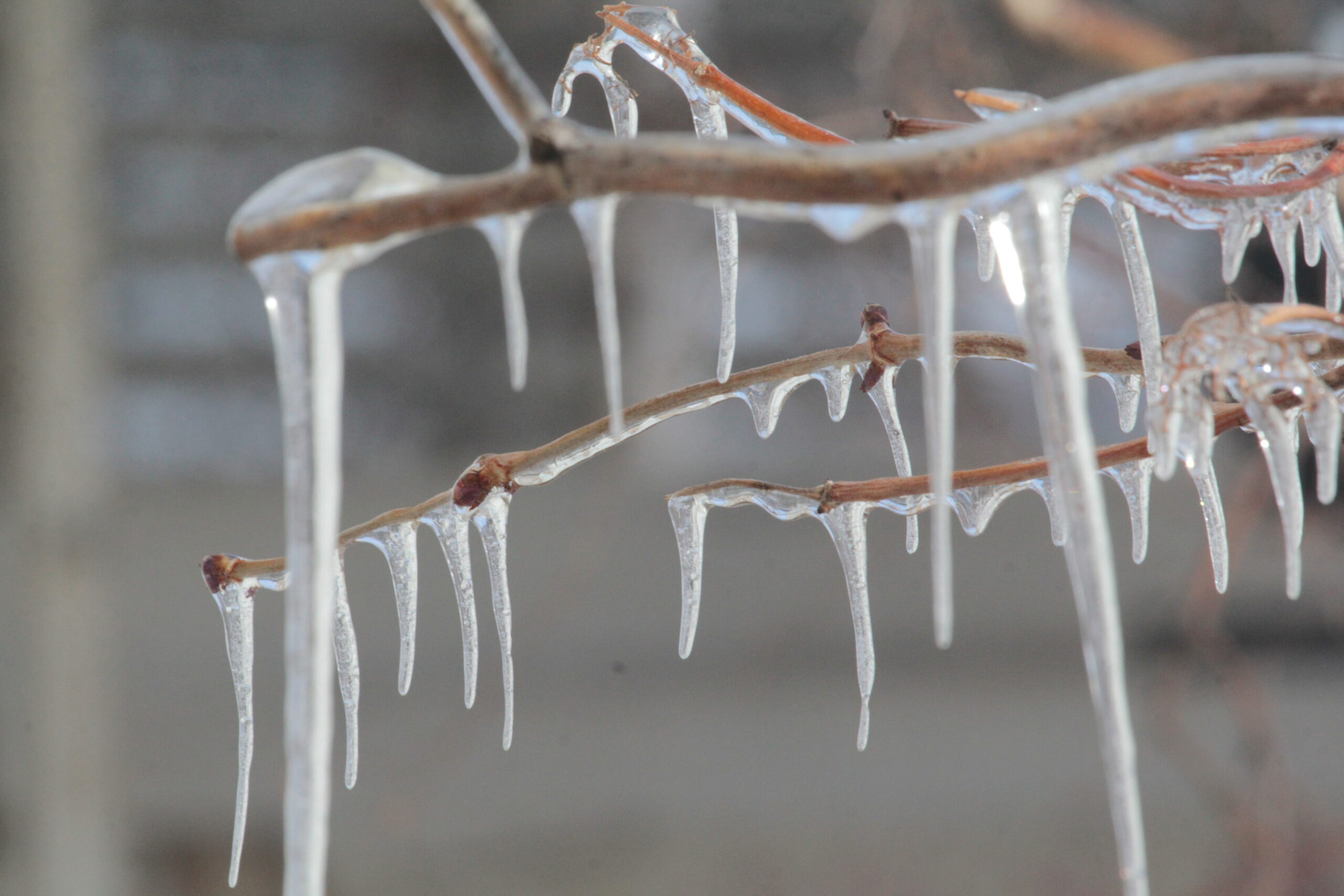 Тускул: В марте будут дожди — вот неожиданность