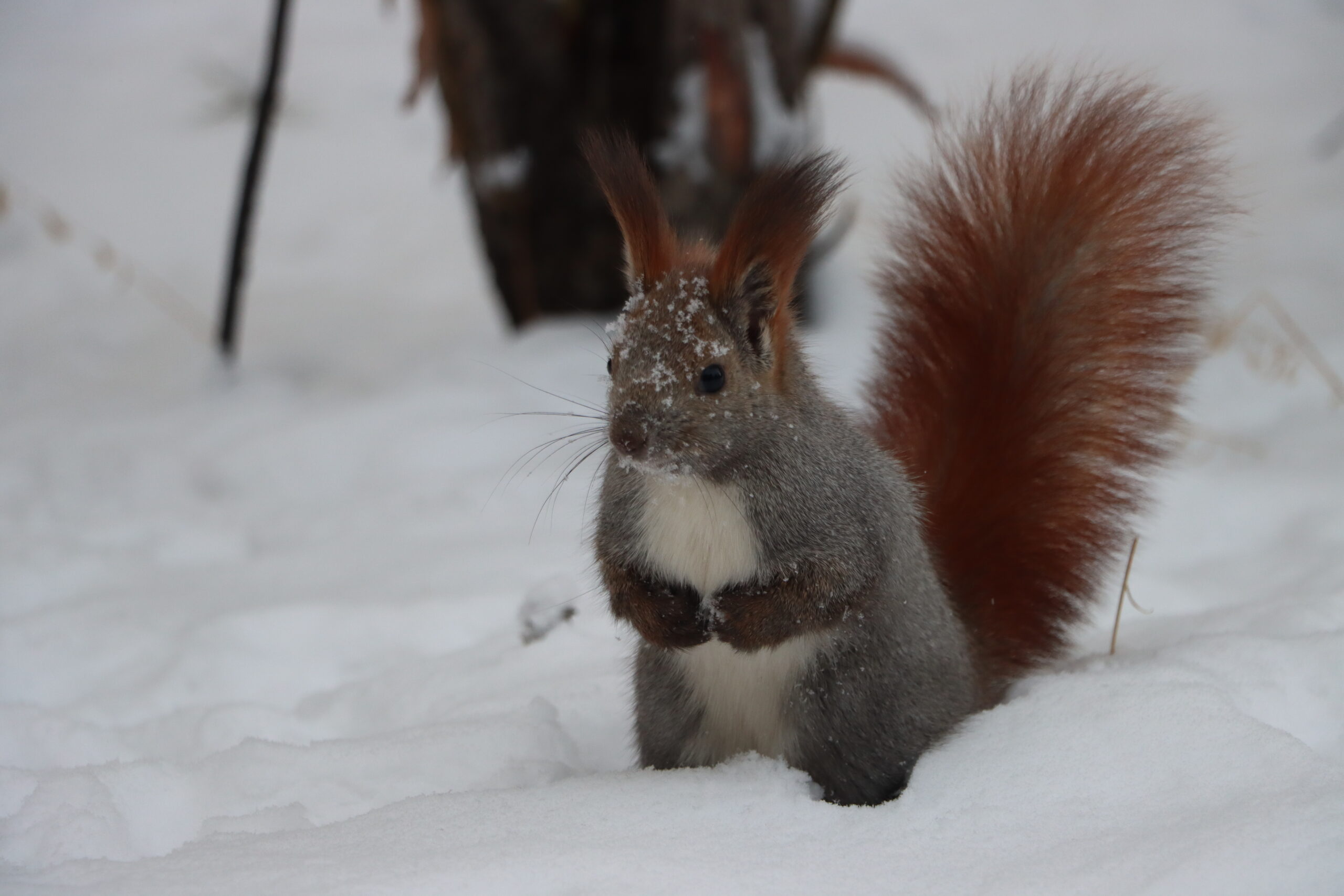 Климатическая мозаика: Снег, метели, морозы до -49°