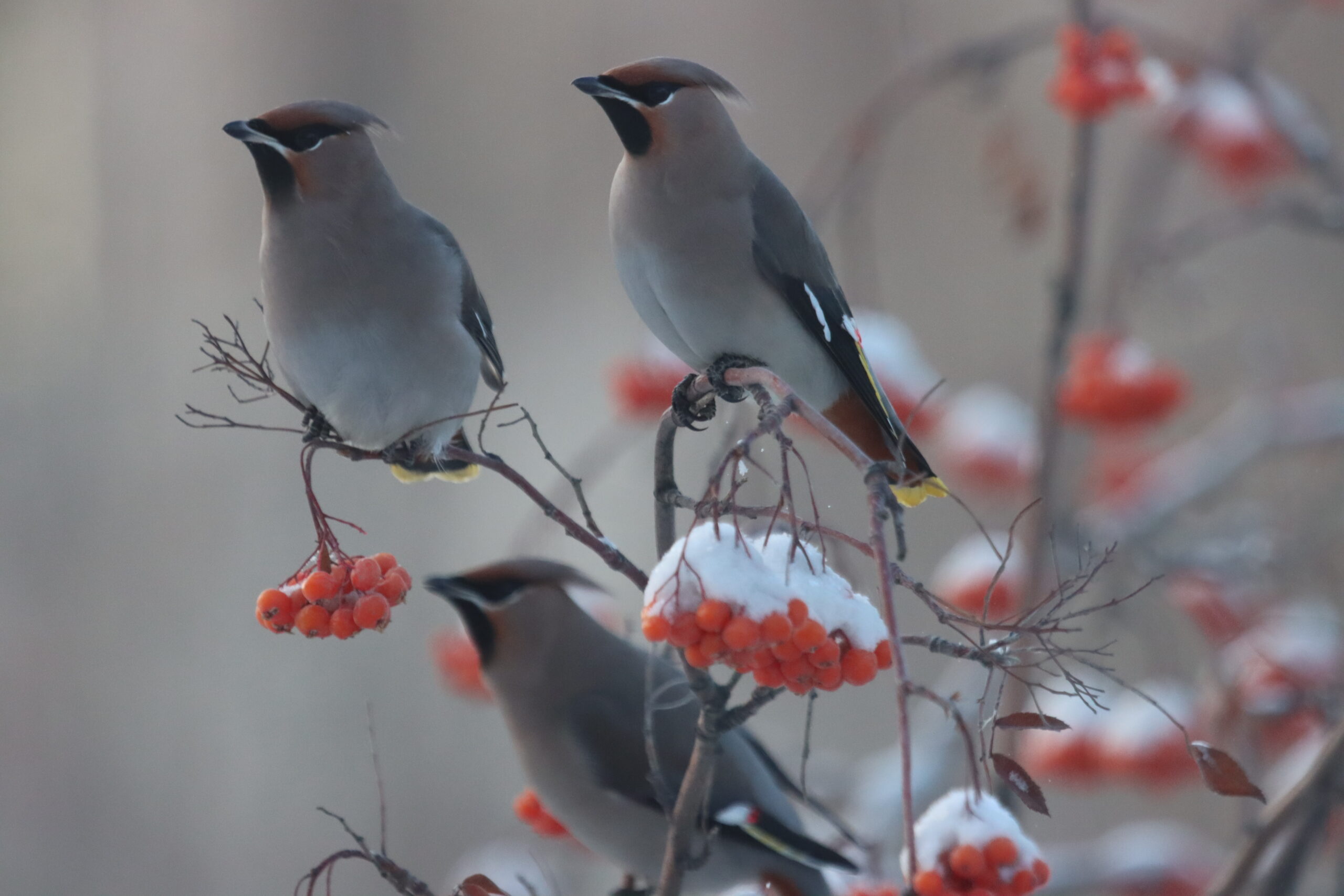 Внимание! Будет почти -60 градусов
