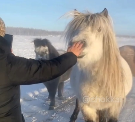 Видео: Якутская лошадка не забыла свою «маму»!