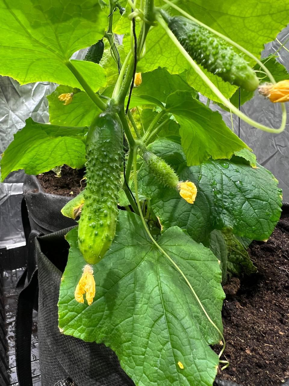 А вам слабо вырастить огурцы в полярную ночь