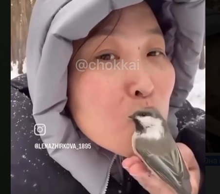 Милое видео: Как кормить белок и синиц с рук и… губ