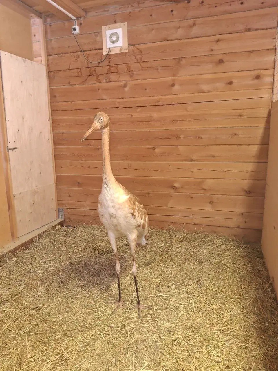 Стершонок Удьуор обжился под Якутском