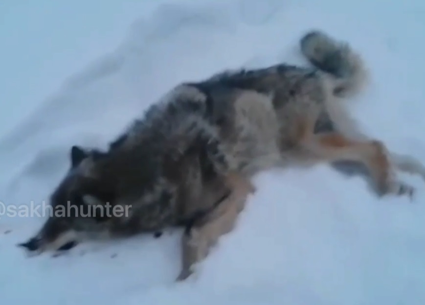 Волк забежал в поселок Хатыстыр, но…