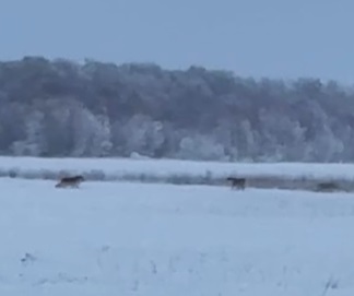 Видеофакт: Стая волков рыщет на Зеленом лугу Якутска!