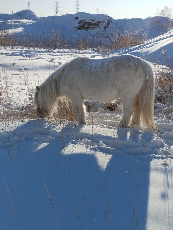 Бродячий якутский конь в одиночку зимует возле 203 микрорайона