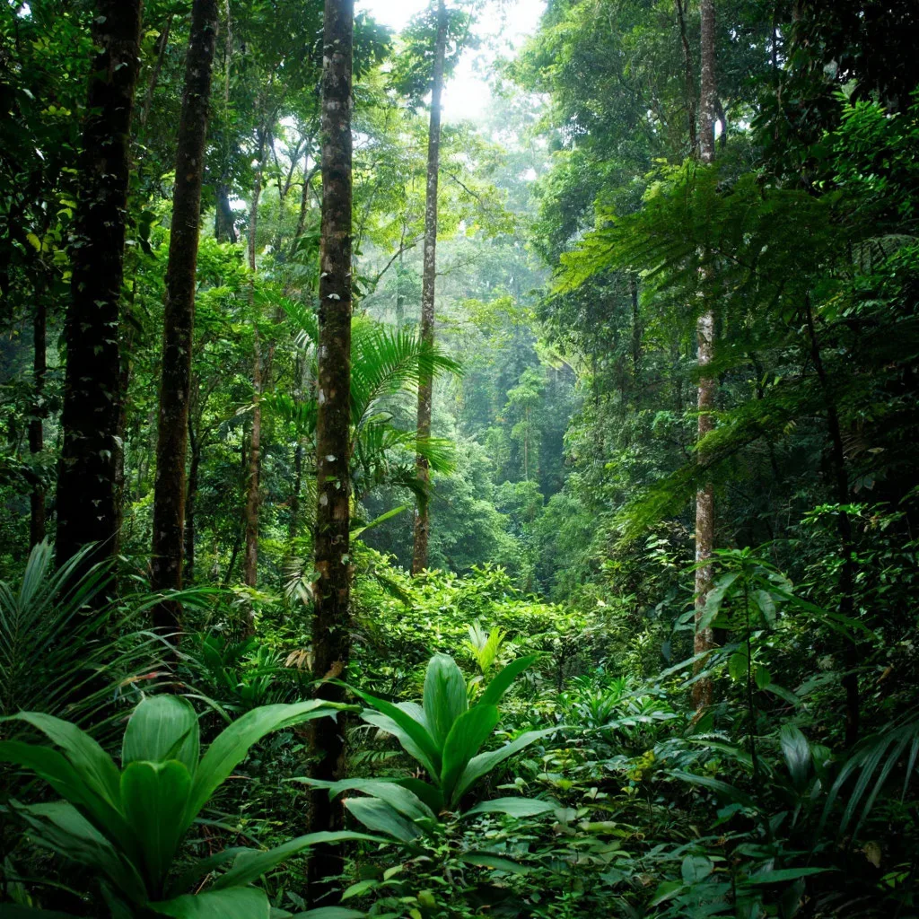 Нападение мошек в Таиланде закончилось трагически