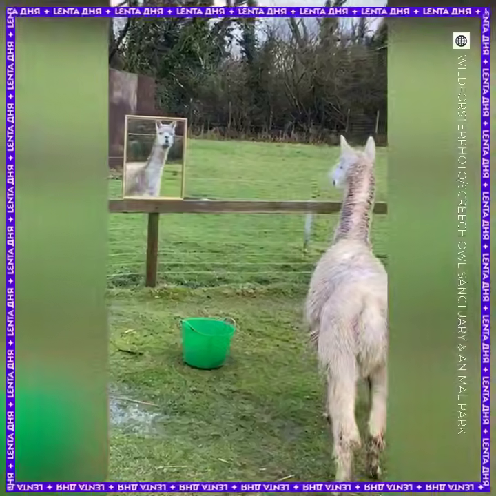 Альпака осталась одна, и люди нашли необычный способ её утешить