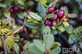 Валерий Мекумянов: Кровавые ягоды пленительной свободы