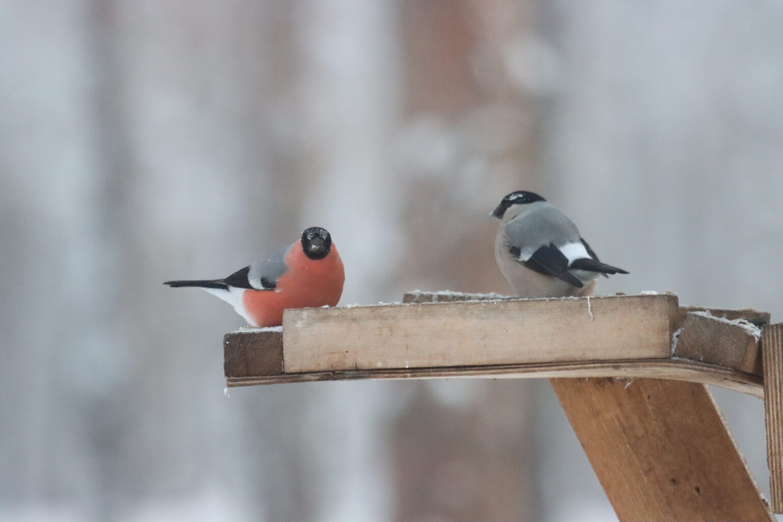 Февральское аномальное тепло продолжает бить рекорды: -5°