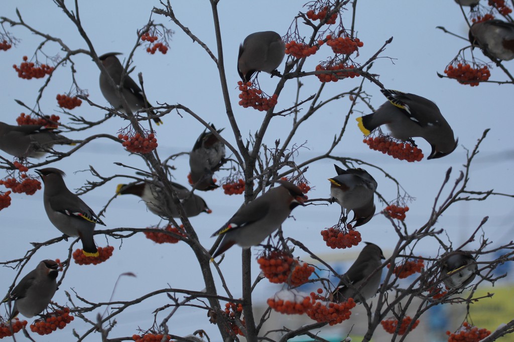 Зима показывает свой нрав: Местами -50°