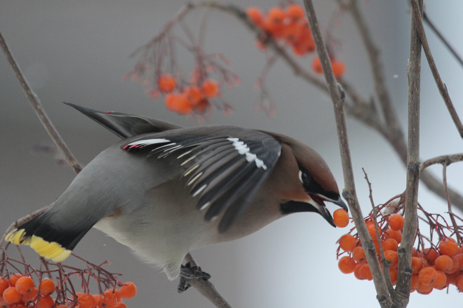 Якутия в ледяном плену: -50°, метели и опасные туманы