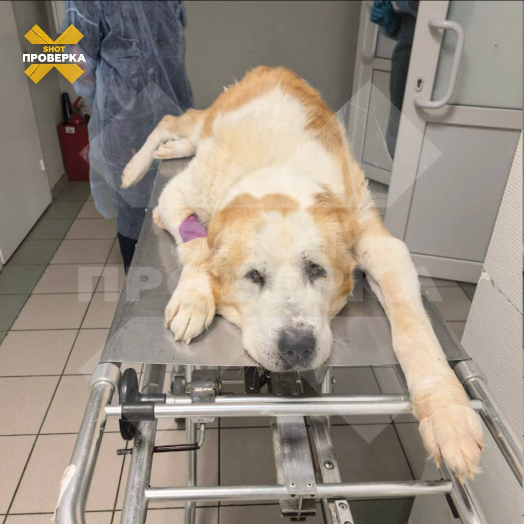 собачья чума