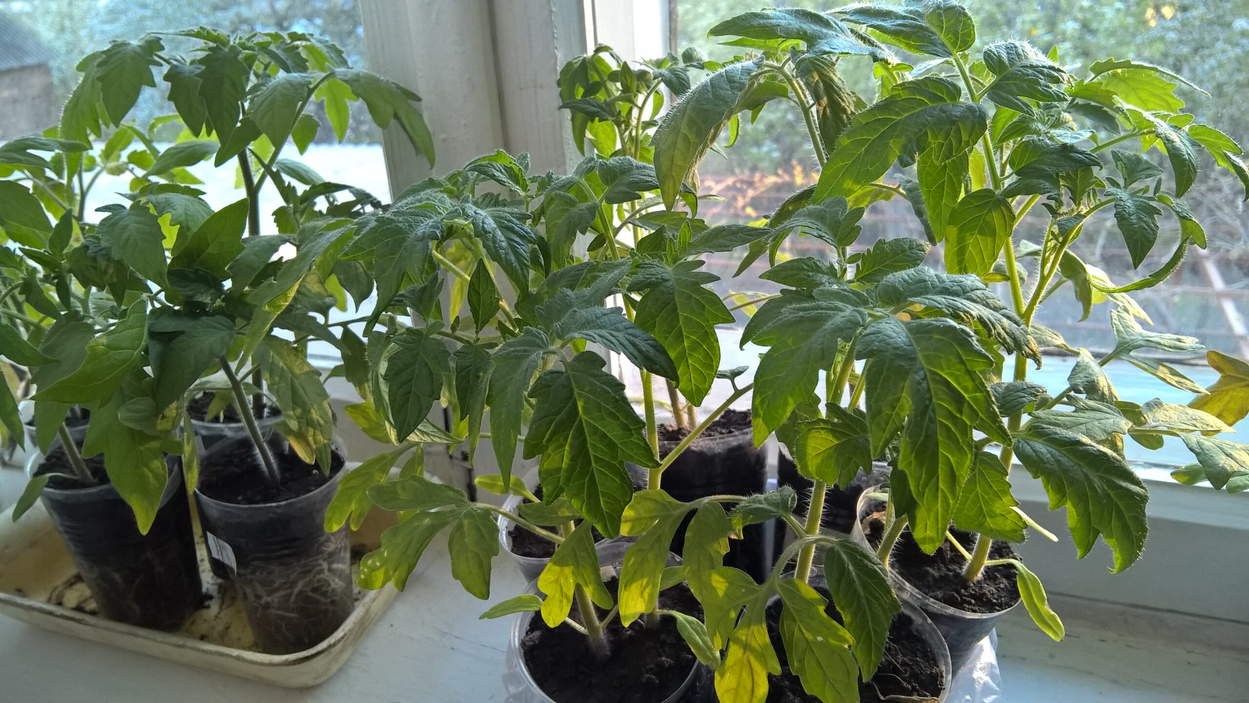 Раствор, который сделает рассаду коренастой: как не дать вытянуться саженцам?